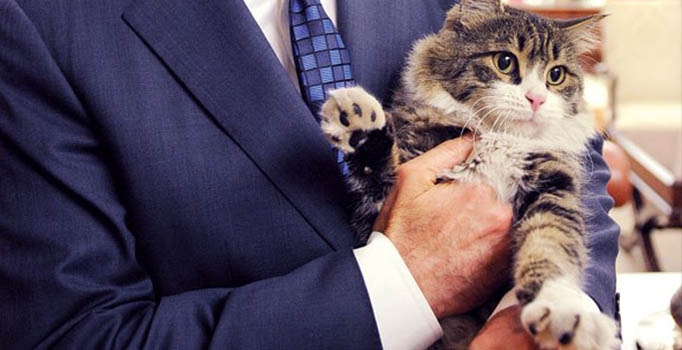 CHP'nin kedisinden 
Baykal'a imalı tweet