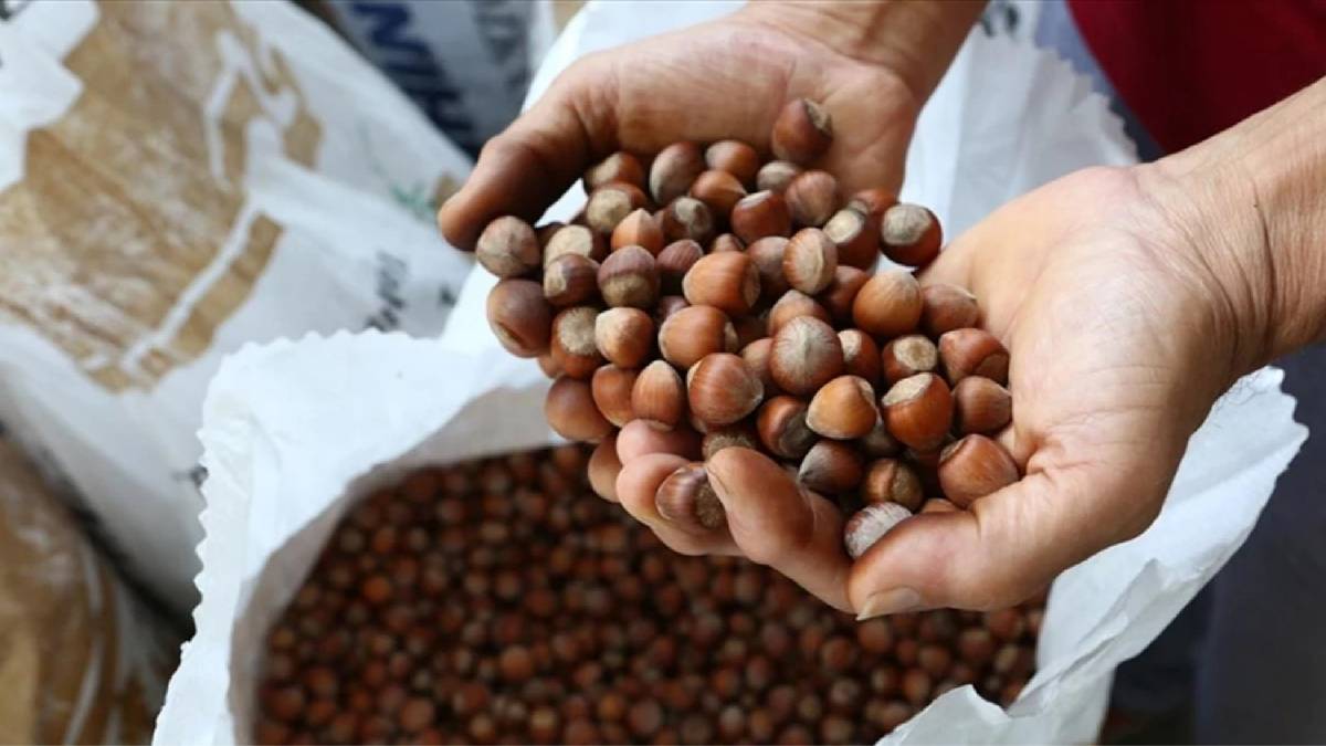 Karadeniz fındığı bu sefer fiyatıyla rekor kırdı! Lezzeti damakları şenlendiriyor, fiyatı cep yakıyor: Kilosu 352 lira