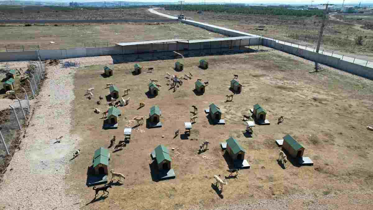 Bandırma Belediyesinden sokak hayvanları için kararlı adım