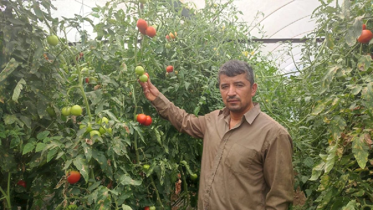 Toprak resmen altın kusuyor! 20 dekarda tonlarca ürün veriyor: Eken çokça kazanıyor