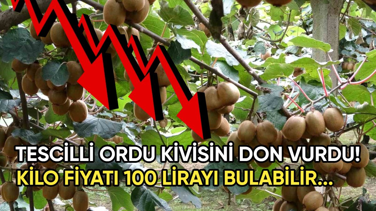 Tescilli Ordu kivisini don vurdu! Rekolte yarı yarıya düştü: Fiyat 100 lirayı görecek