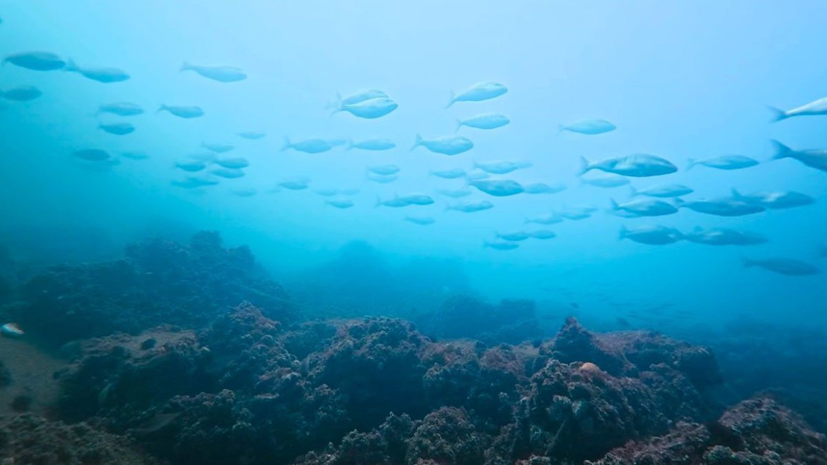 İzmit Körfezi'nde dip çamuru temizliği meyvelerini verdi! Balık sürüleri artık gözle görülüyor