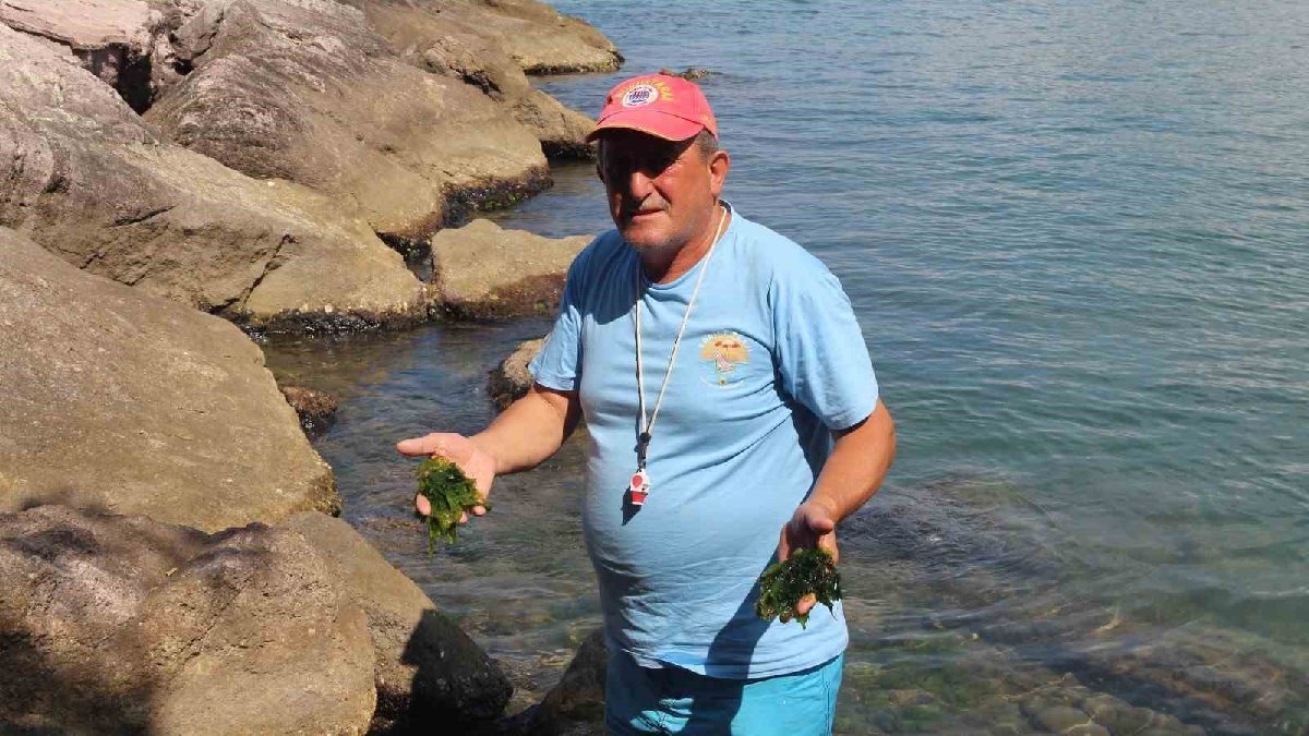 Japonlar peşinde koşuyor, şifasını duyan inanamıyor! Taşların arasından çıkarılıyor, herkes bu plaja akın ediyor