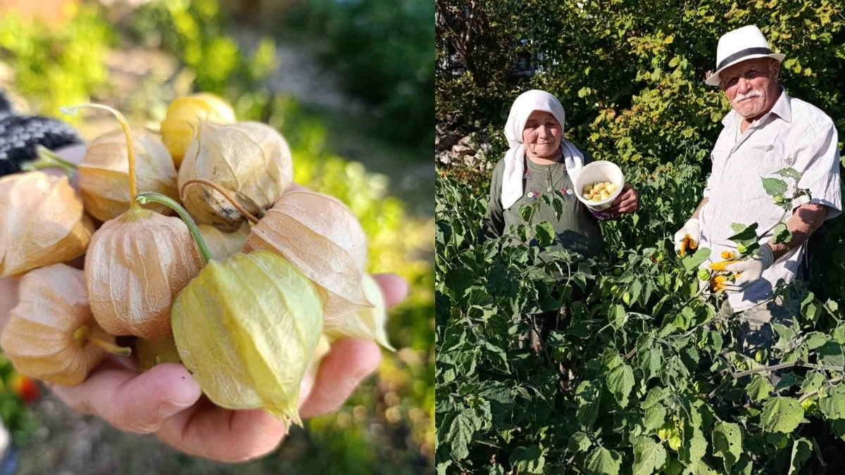 Bu çilek bildiklerinize benzemiyor! “Altın çilek” Pazar tezgahlarını dolduruyor: 100 gramı 50 liradan satılıyor