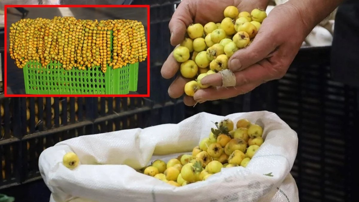 Hem şifa deposu hem kalp dostu! Hasadı bitti, tezgahtaki yerini aldı: Masrafsız  toplanıyor kilosu 100 liraya satılıyor