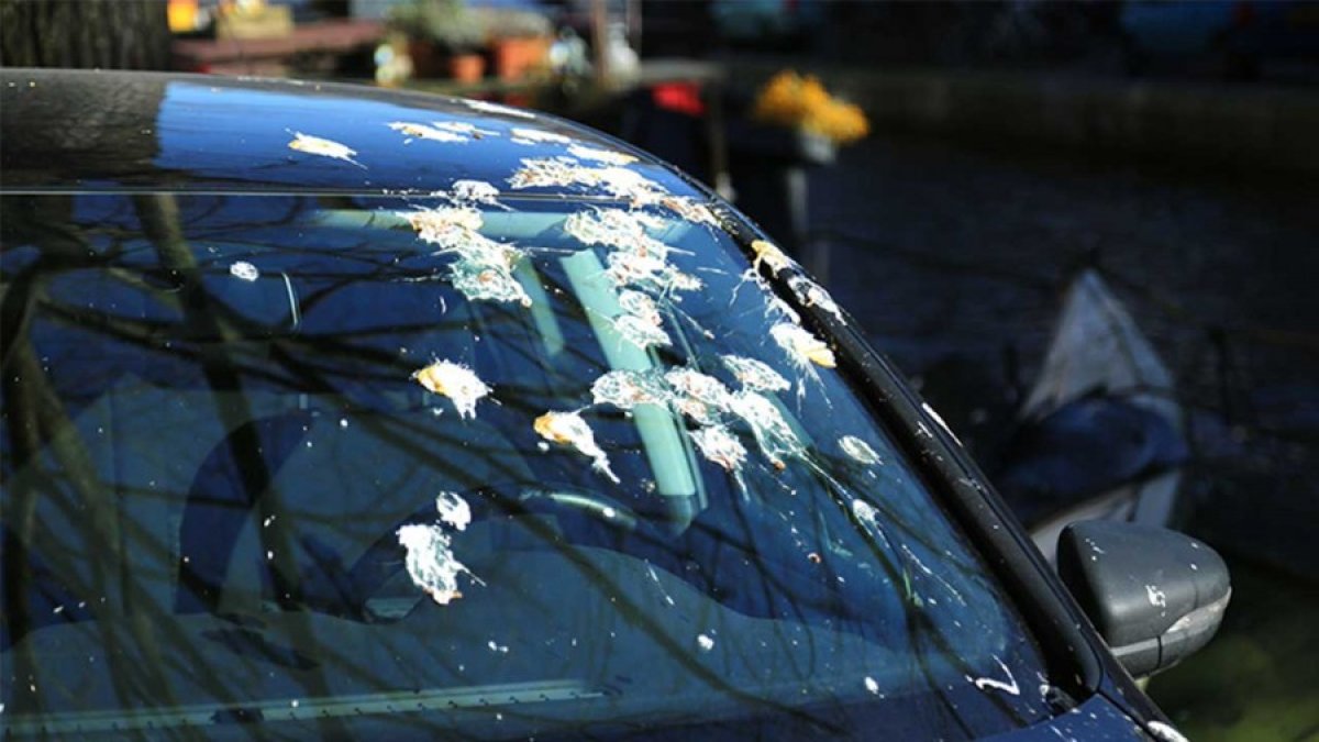 Sakın kuru kuru silmeyin! Arabanın boyasına zarar vermeden kuş pisliğini çıkarmanın en güvenli yolu