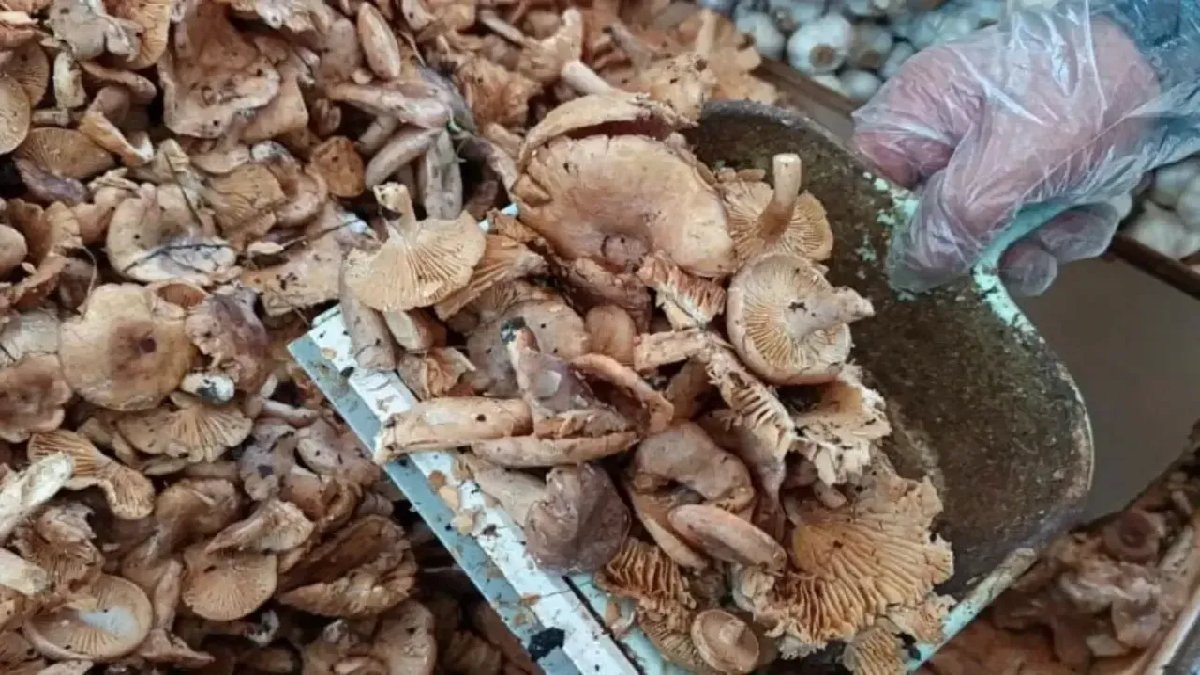 Yağışlar başladı fiyatlar düştü! Tezgahta bolluk yaşanıyor, kimse boş geçmiyor