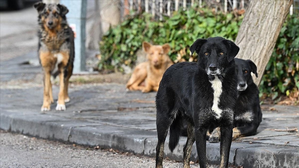 Erzurum'da başıboş köpek sorununa iki aşamalı çözüm! İhbarlar artık 112'ye: Barınak kapasitesi 7 bin'e çıkıyor