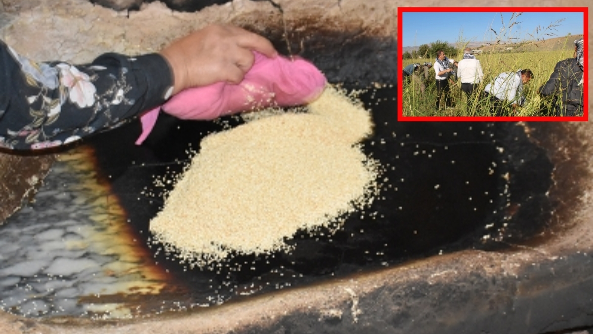 Tescilli lezzetin ham maddesinde hasat başladı! 5 bin dekar alanda 300 ton rekolte bekleniyor: Üretici de tüketici de umutlu