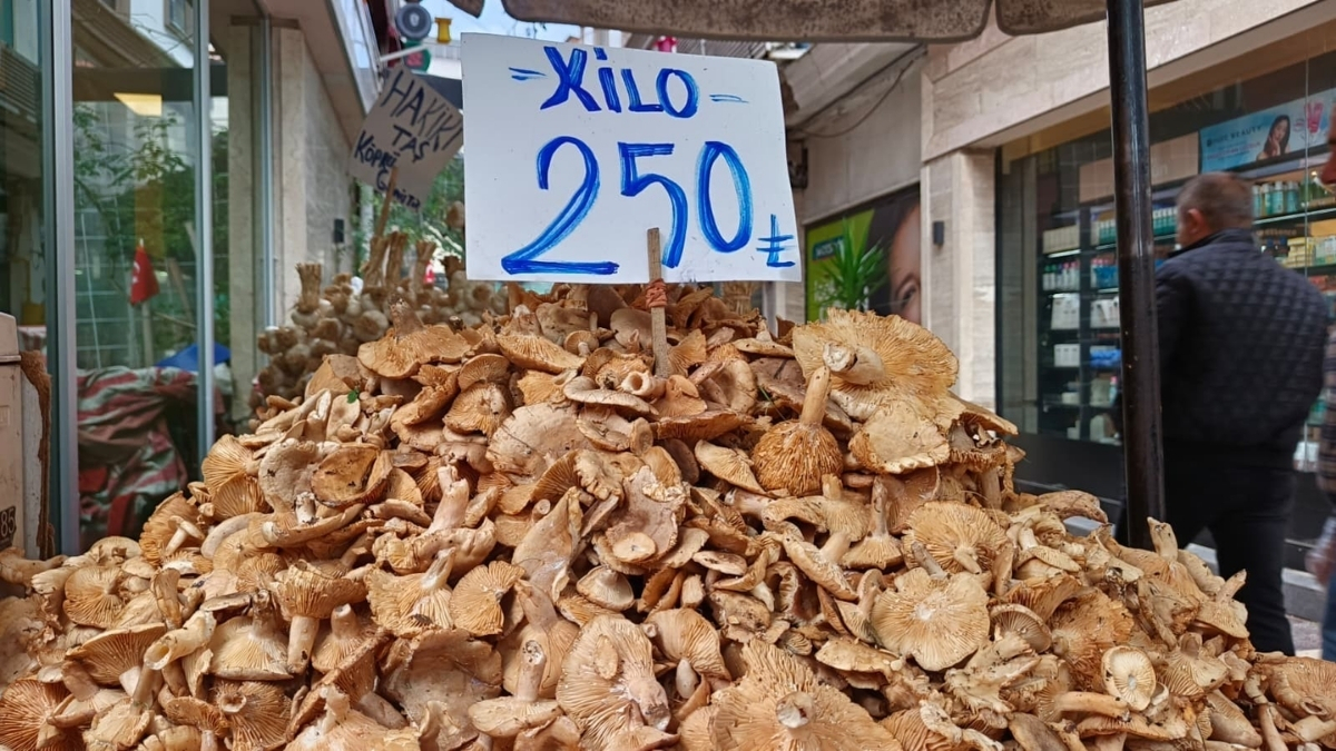 Kendiliğinden yetişiyor, masrafsız toplanıyor! Yerel halkın en önemli gelir kaynağı: Kilosu 250 liradan satılıyor