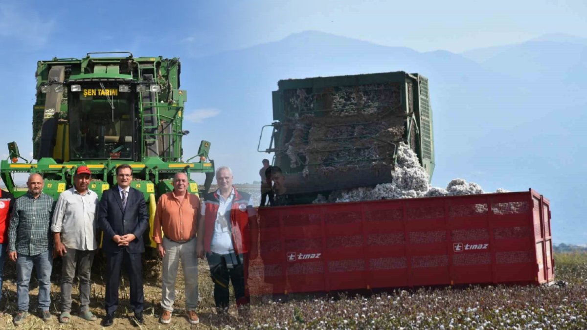 Beyaz altın olarak biliniyor! Tekstilin göz bebeği pamukta ilk hasat başladı