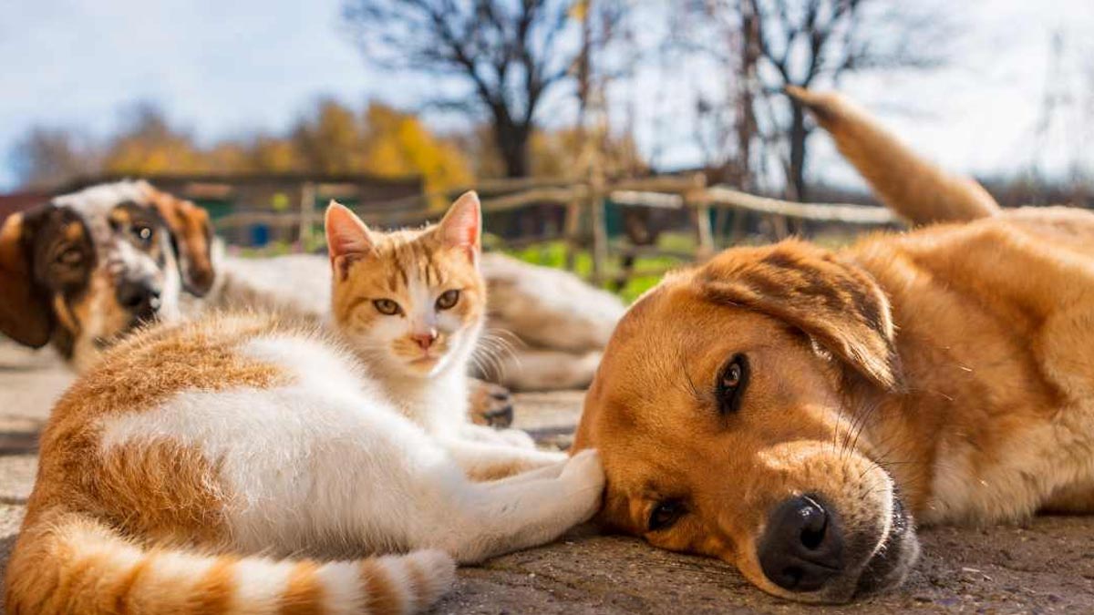 Hayvan Hakları Günü'nde mücadele çağrısı: Cezasızlık en büyük sorun