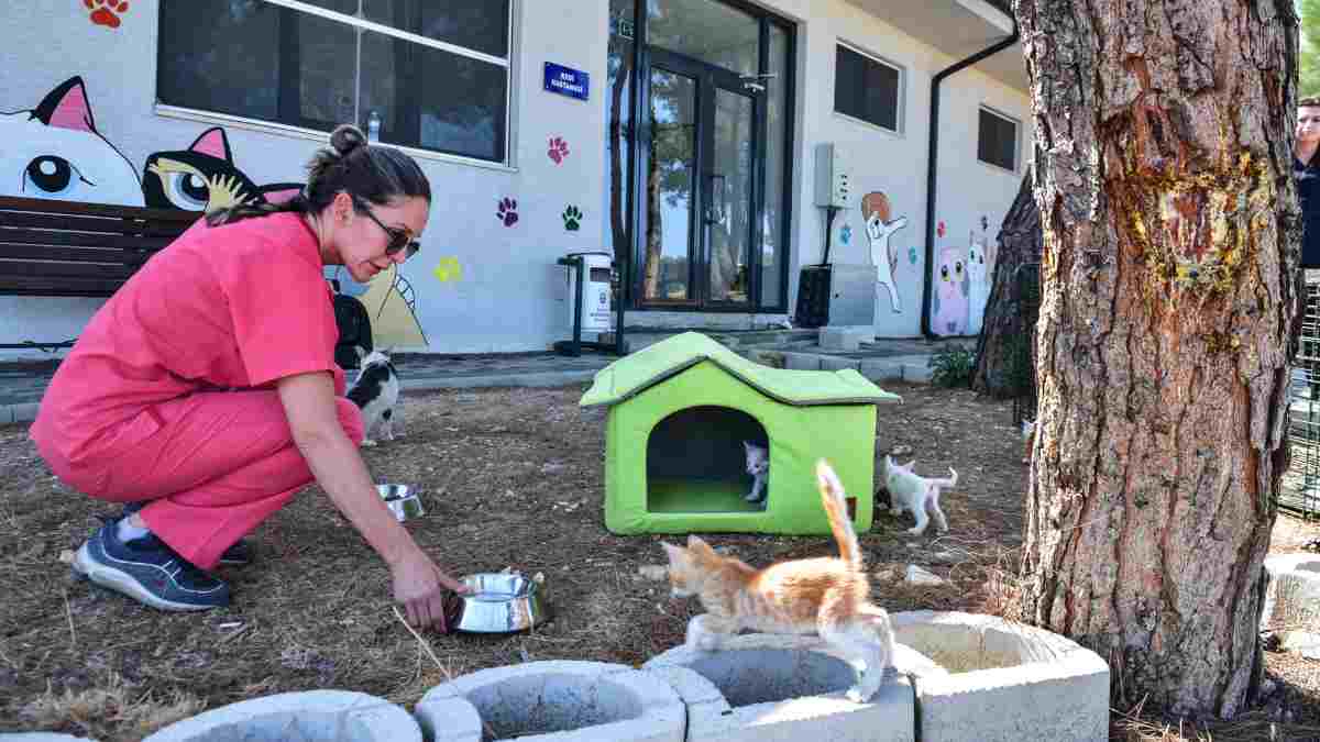 Büyükşehir’den can dostlara şefkat eli
