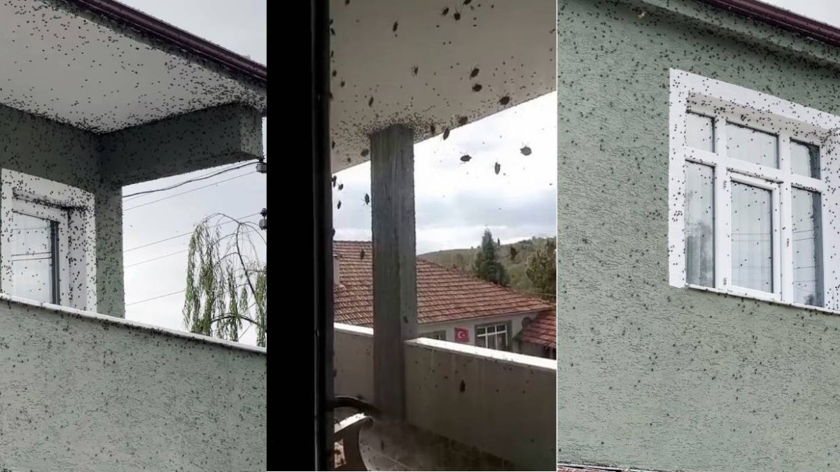 Kabus geri döndü! Kahverengi kokarca böcekleri balkonları istila etti