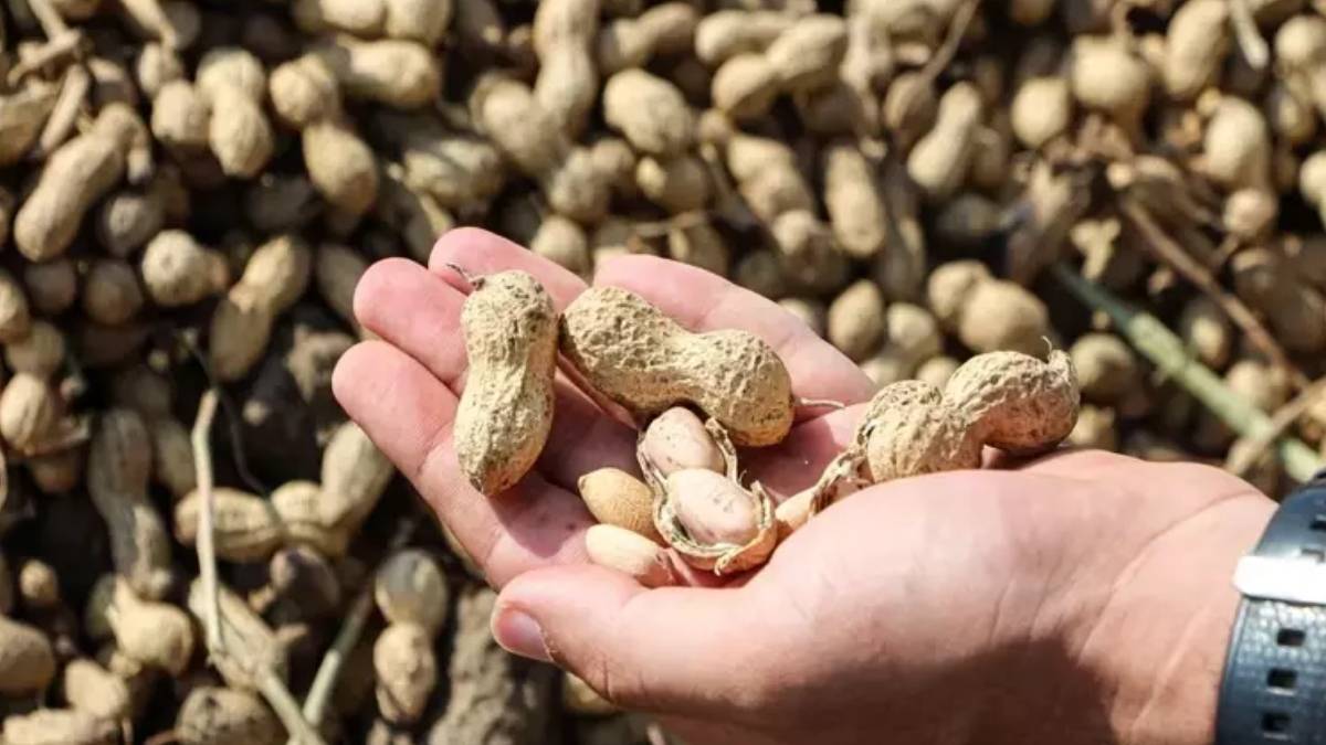 Üretim arttı, fiyatı 50 liraya kadar düştü! Türkiye’de ihtiyacın yüzde 60’ı oradan sağlanıyor