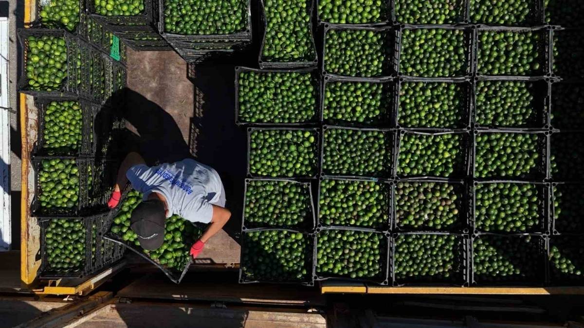 Bodrum’dan çıkıyor Türkiye’nin dört bir yanına dağıtılıyor! Meşhur yeşil Bodrum mandalini tezgaha indi