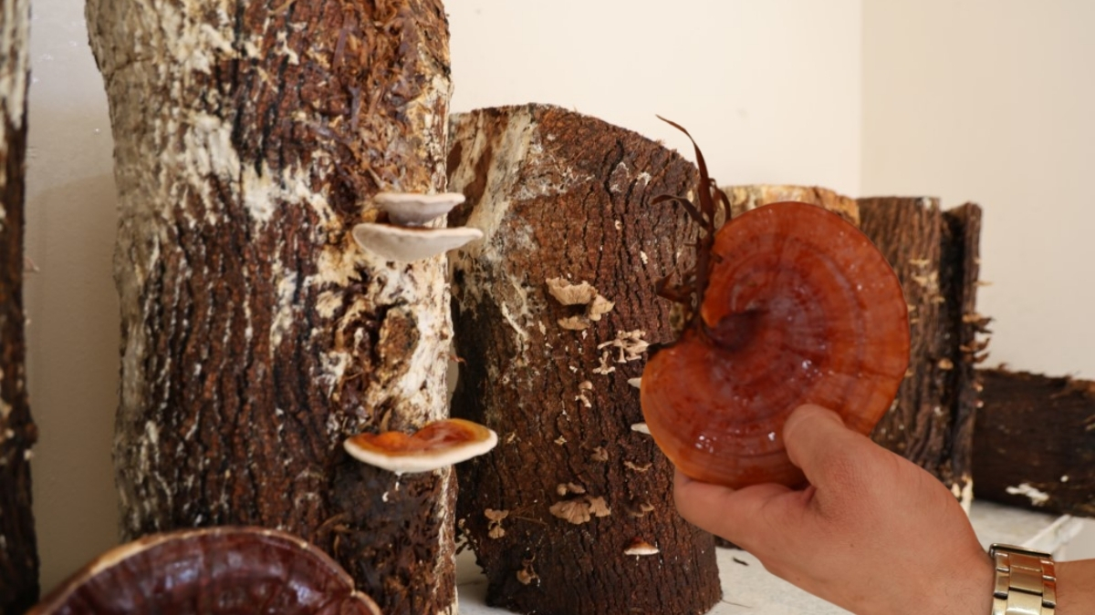 Hükümlüler yetiştiriyor, kilosu 15 bin liradan satılıyor! ’Kırmızı Reishi’ mantarına ilgi artıyor