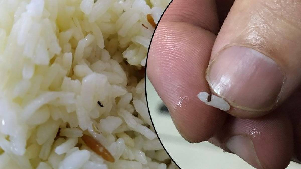 Kavanozun içerisine 1 tane ekleyin! Ne böcek olacak ne kurt gelecek! Bu kadar basit olamaz…