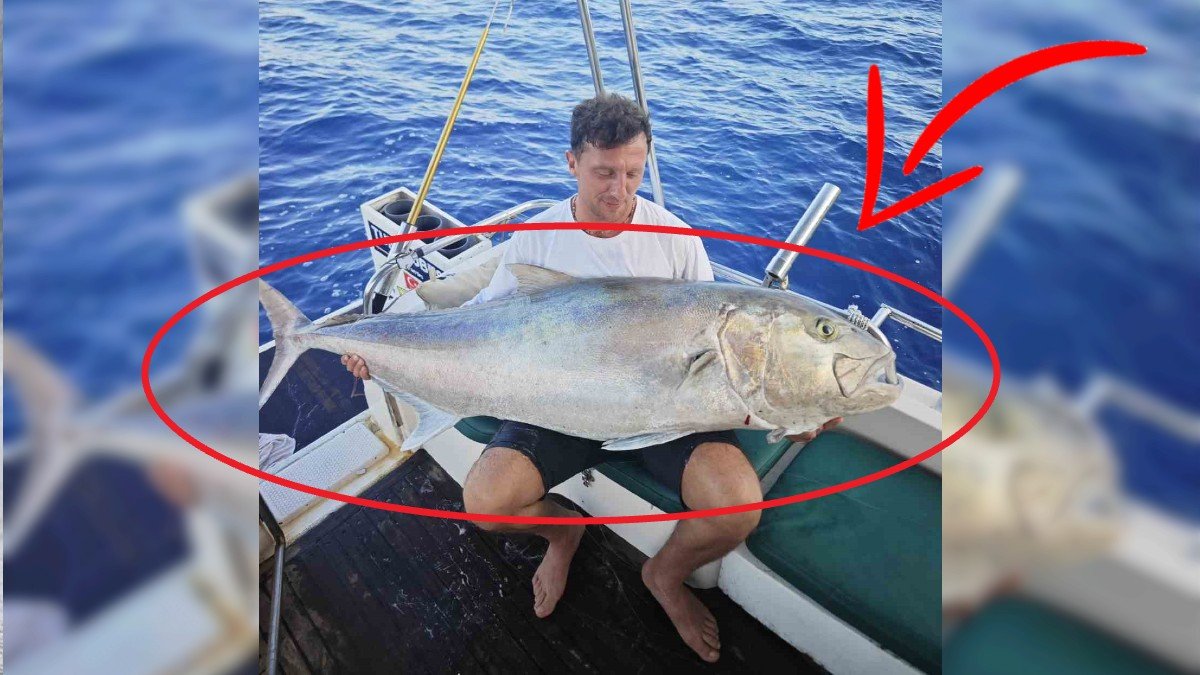 Amatör balıkçı 60 kiloluk dev balık yakaladı: 25 bin liraya satıldı: Balıkçı tüm parayı....