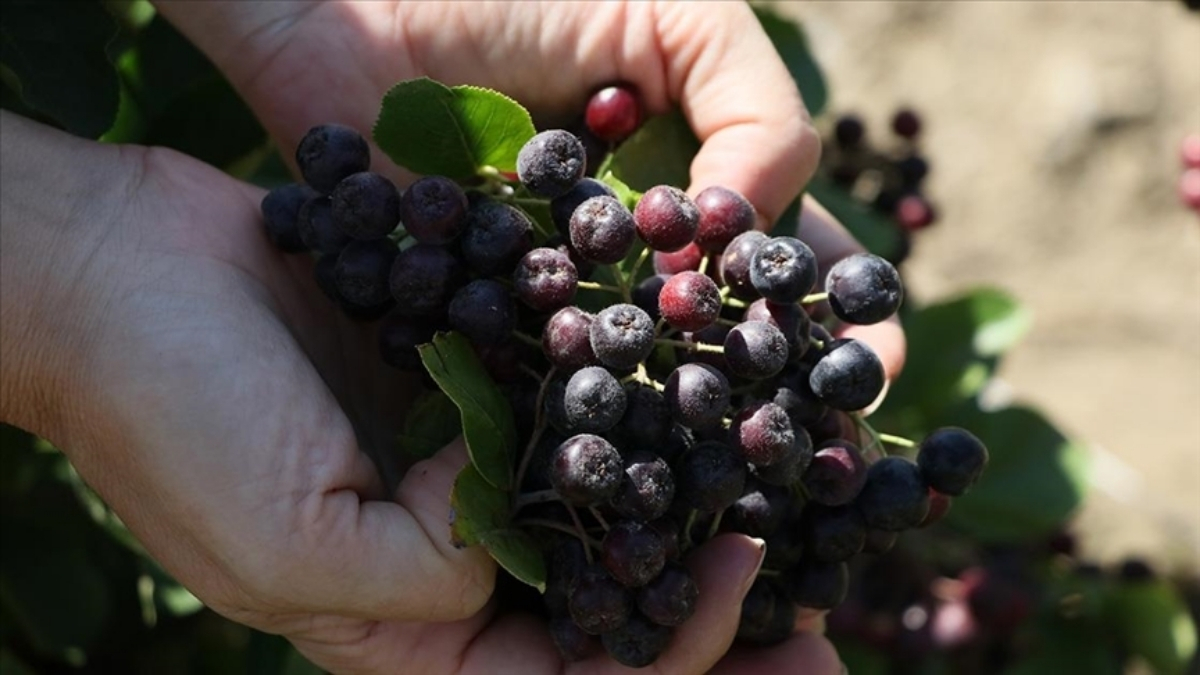 Sağlık sektöründe kullanılıyor, maddi kazanç sağlıyor! Çiftçilerin yeni gelir kapısı olma yolunda…