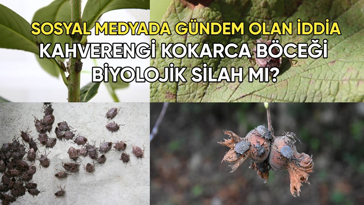 Sosyal medyada gündem olan iddia! Kahverengi kokarca böceği biyolojik silah mı?