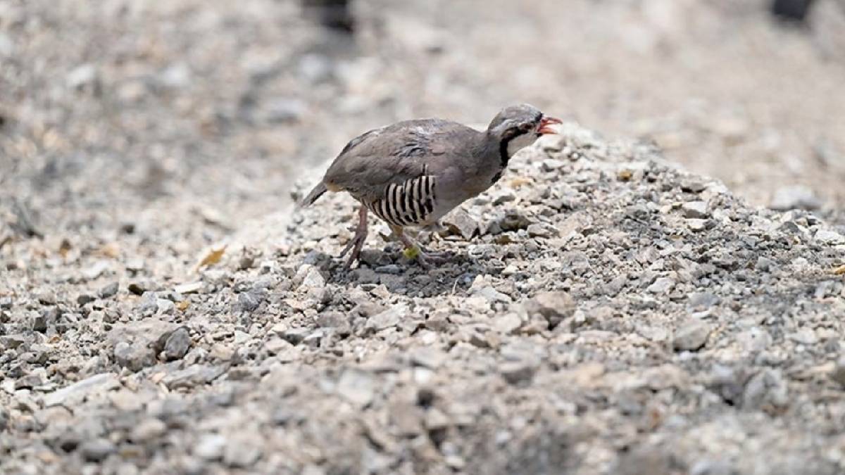 90 keklik kurtarıldı