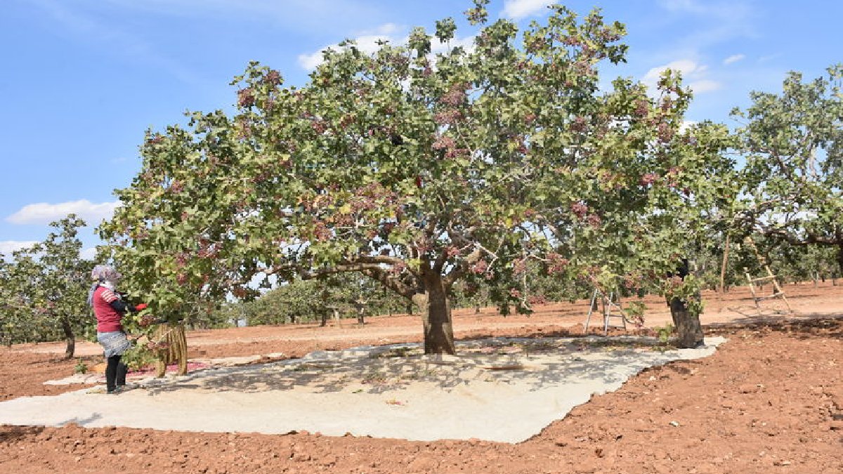 Markette kimse yanına yanaşamıyor! Bir kez eken 100 yıl meyve alıyor