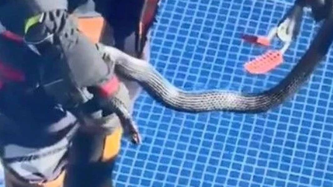 Mersin'de site havuzunda yılan paniği