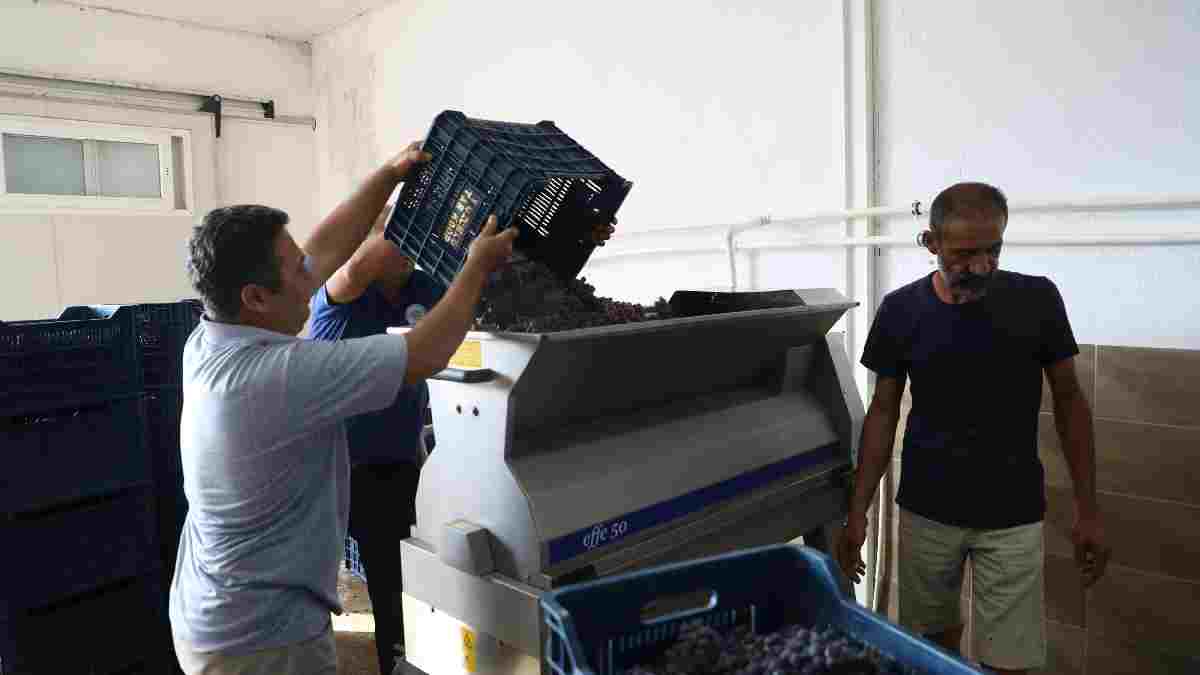 Büyükşehir’den bağcılığa modern dokunuş: Geleneksel ürünler, modern yöntemlerle üretiliyor