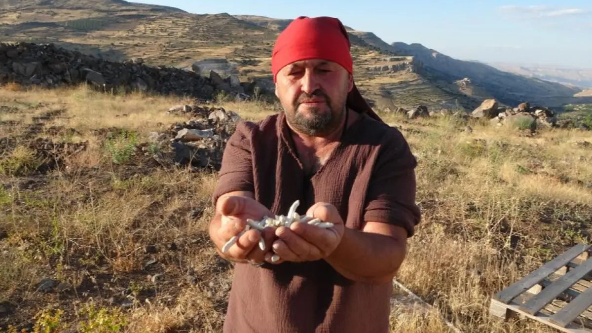 Doğada kendiliğinden büyüyor, Malatya’da çokça bulunuyor! Kilosu 10 bin TL’den satılıyor