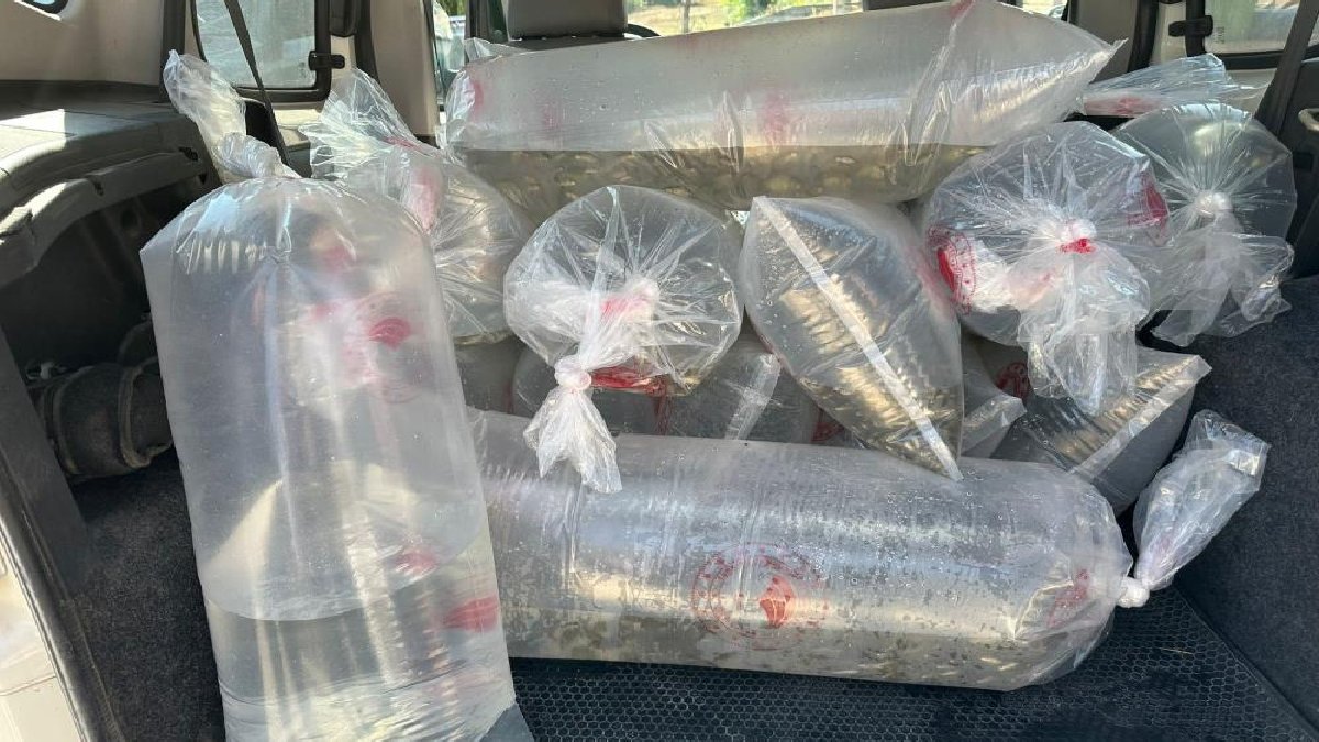 6 milyon tane üretildi: 9 şehirde 56 su kaynağına salındı