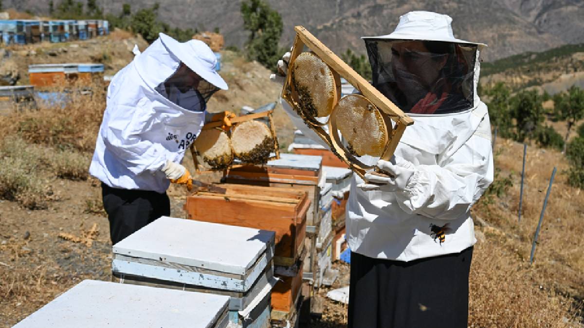 Şehirden kırsala yerleşip üretime geçtiler! 30 kovandan sayıları 350’ye çıktı: Yılda 2,5 ton üretim yapıyorlar