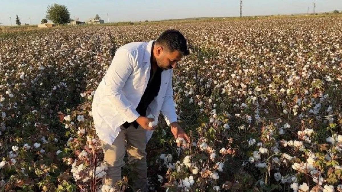 Araziler suya kavuştu, üretim arttı! Urfa’da bembeyaz hasat: 1,5 milyon tonu aşkın rekolte bekleniyor