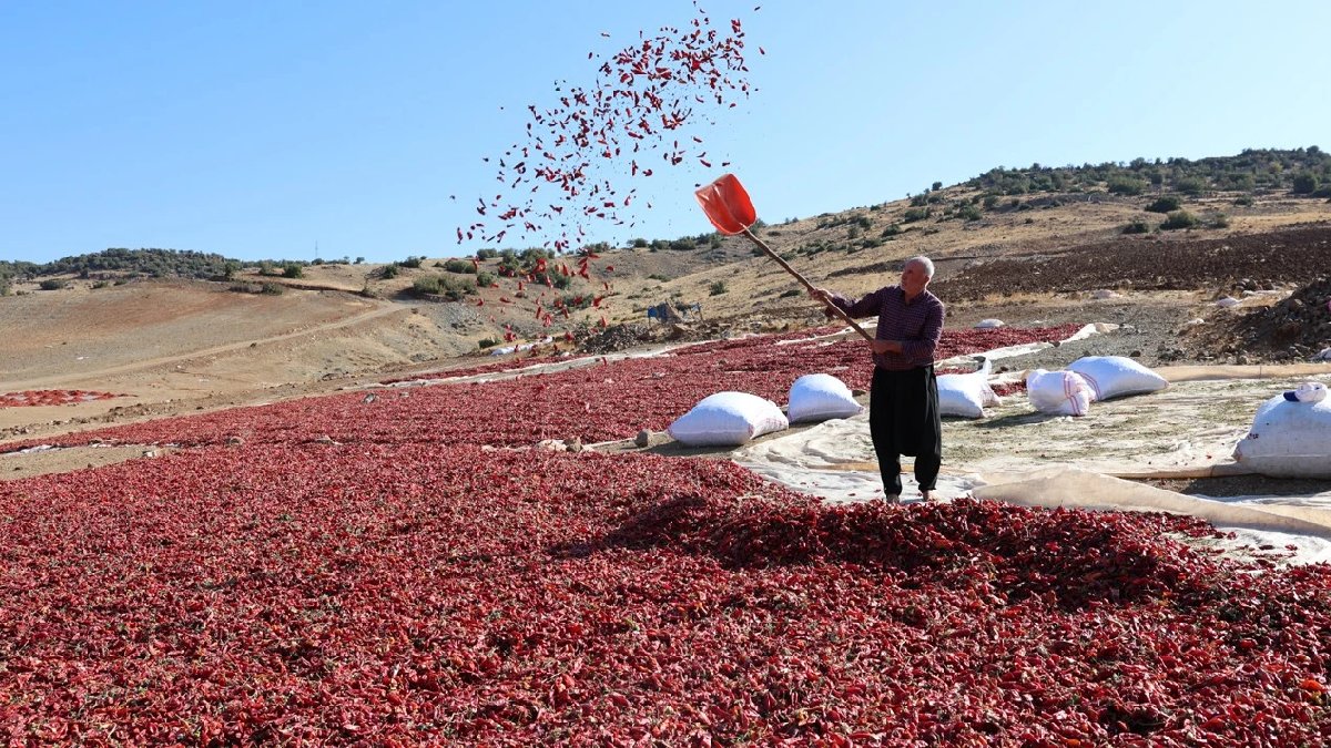 Türkiye’nin üretim ambarında mesai başladı! Kırmızı gören sepete atıyor, kimisi baharat, kimisi de kuru yapıyor