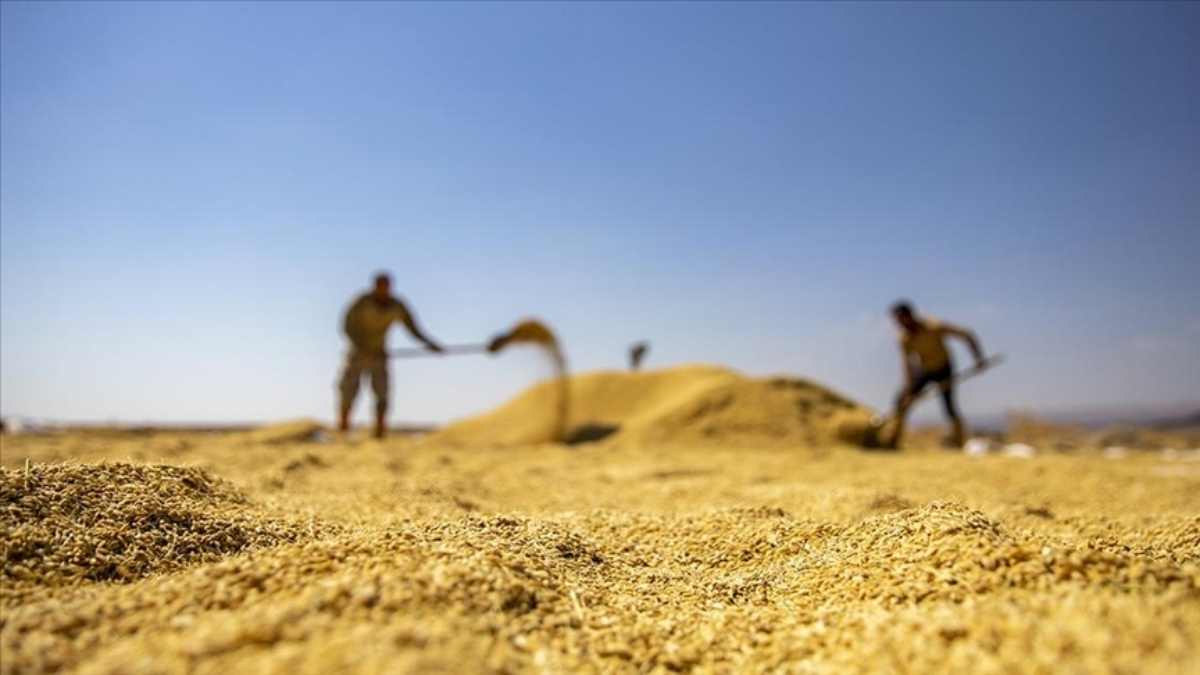 Coğrafi işarete sahip üründe hasat başladı! Diyarbakır’ın gözbebeği: 3 bin 650 ton rekolte bekleniyor
