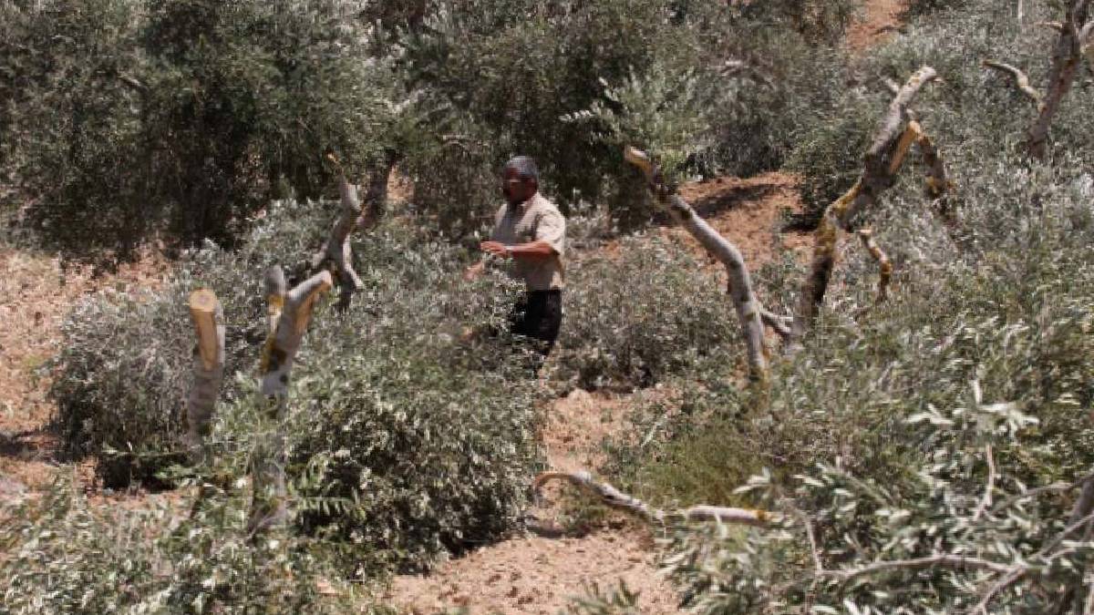 İsrail’den Batı Şeria’da yeni saldırı: 150 zeytin ağacı kesildi