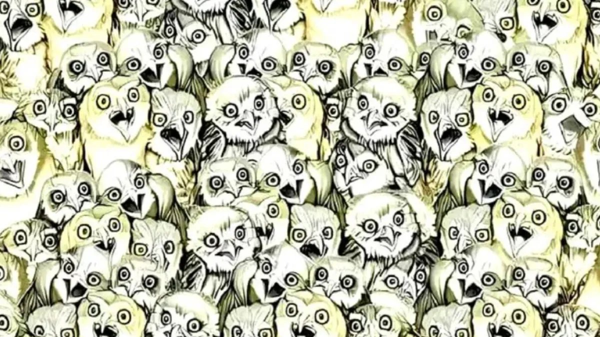 Gizli kediyi kaç saniyede fark edeceksiniz? Baykuşlar aklınızı karıştırmadan doğruyu bulun