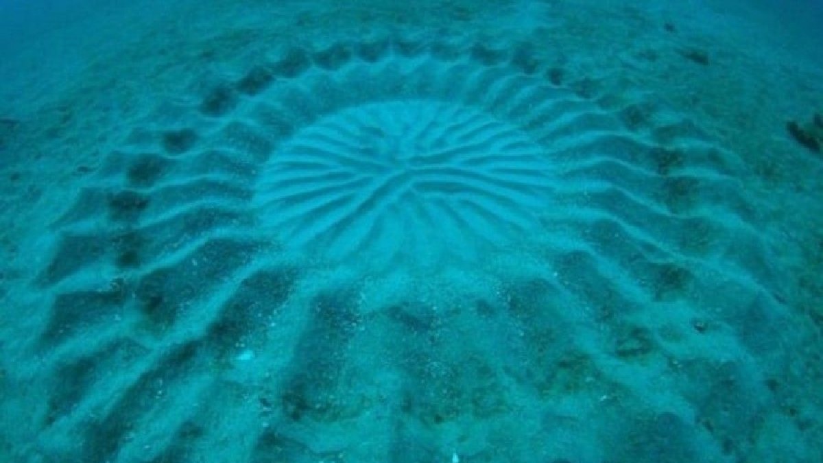 Denizin gizemli mimarı: Kumun üzerine işliyor, eşlerini öpücükle tavlıyor