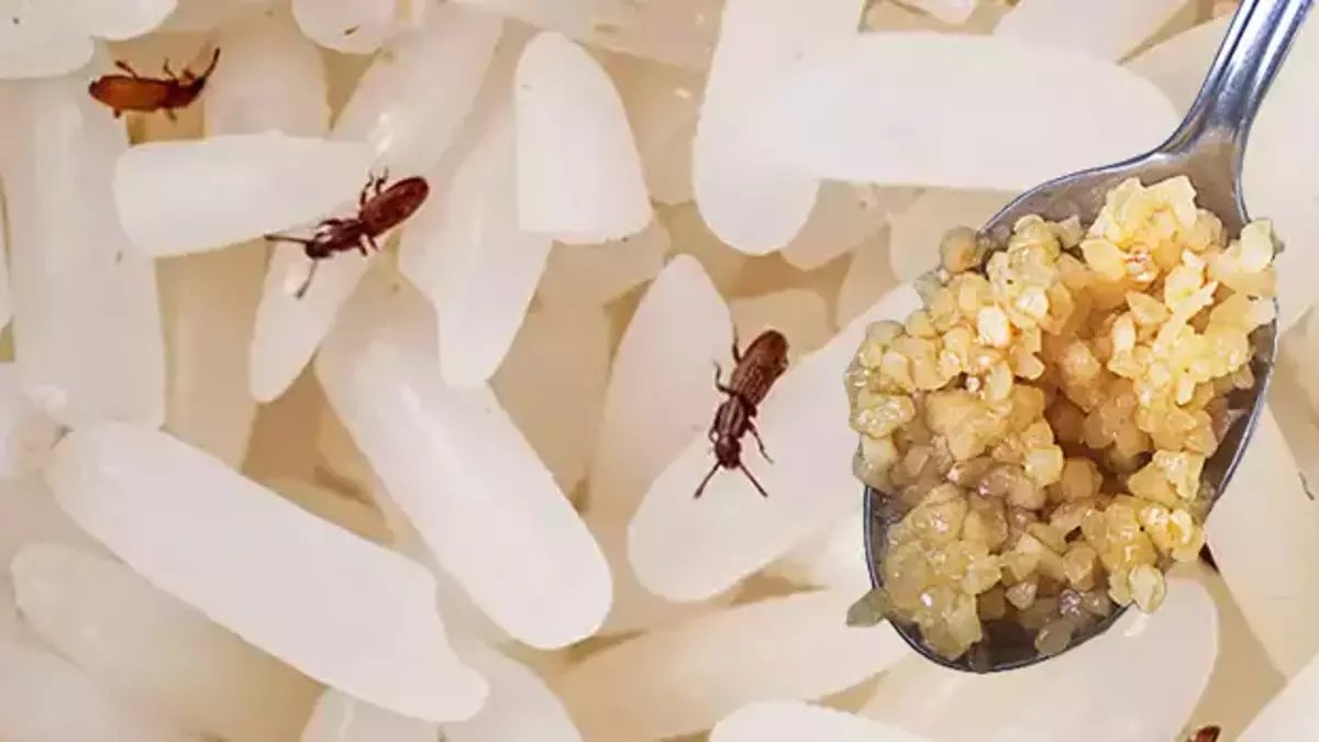 Pirinçlerinize ne kurt yaklaşacak ne de böcek! Yanına bir tane eklemek yeterli