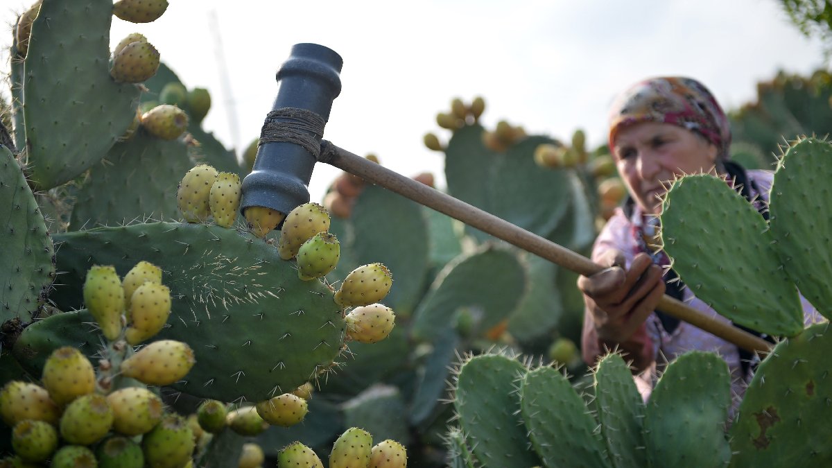 Bu meyve her babayiğidin harcı değil! Dışı tehlike içi şifa! Eldiven giymeden ne toplamak ne de yemek mümkün!