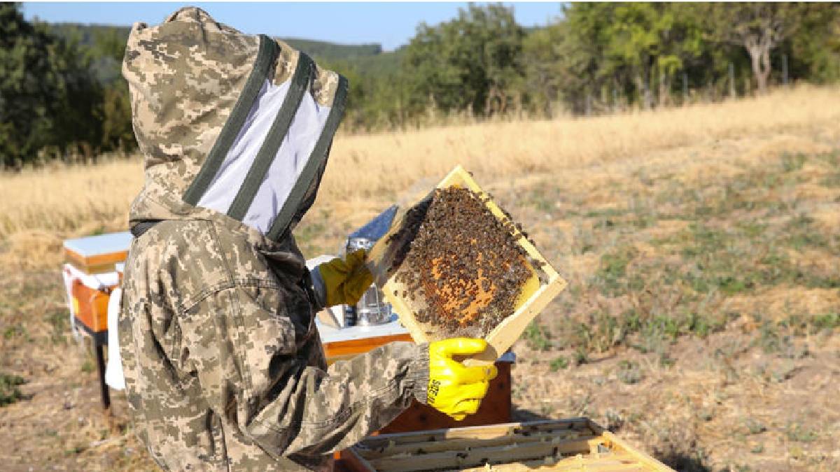 İstanbul’dan yola çıkıyor 900 km gidiyor! Arıları için vazgeçmiyor: Bakımlarını ihmal etmiyor