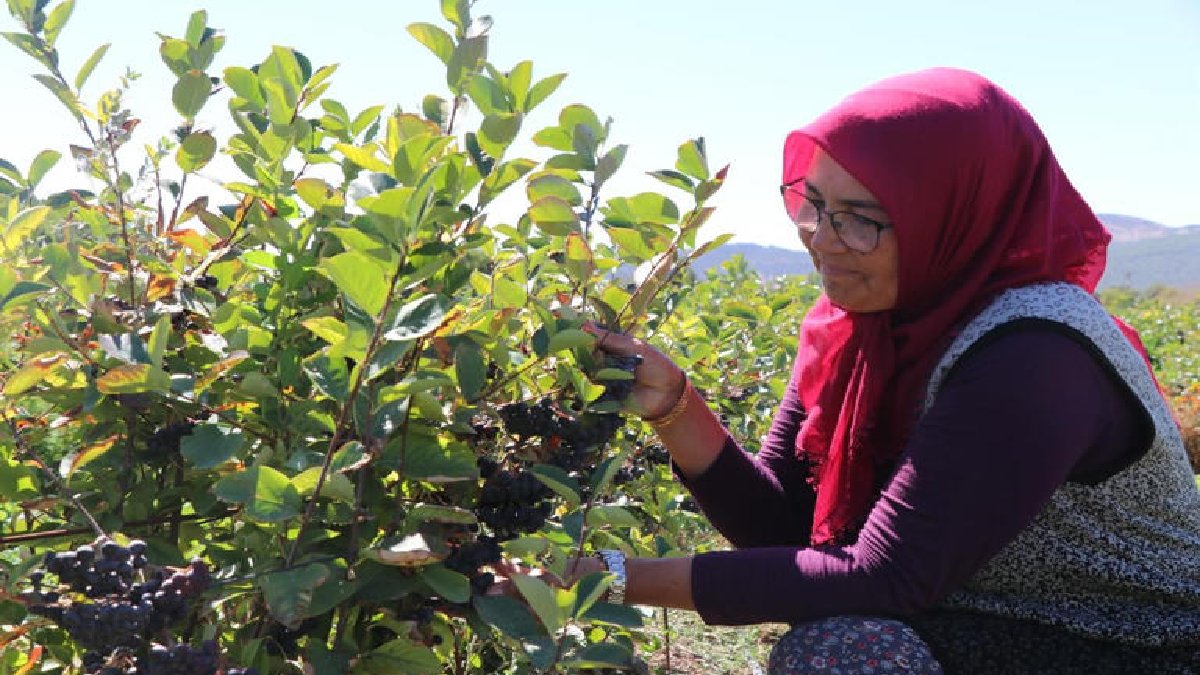 Önce kendi denedi sonra yetiştirmeye başladı! Seradan vazgeçti bahçesine bolca ekti
