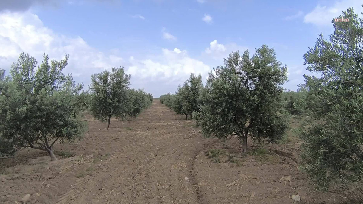 Zeytinlikleri madene açan kanun esastan görüşülecek