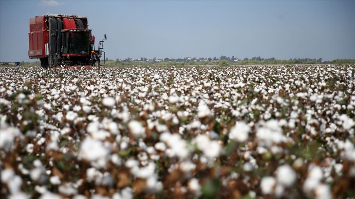 Beyaz altının hasadı başladı! Tarımın gözbebeği için kollar sıvandı: 13 bin 400 dekar alanda toplanıyor