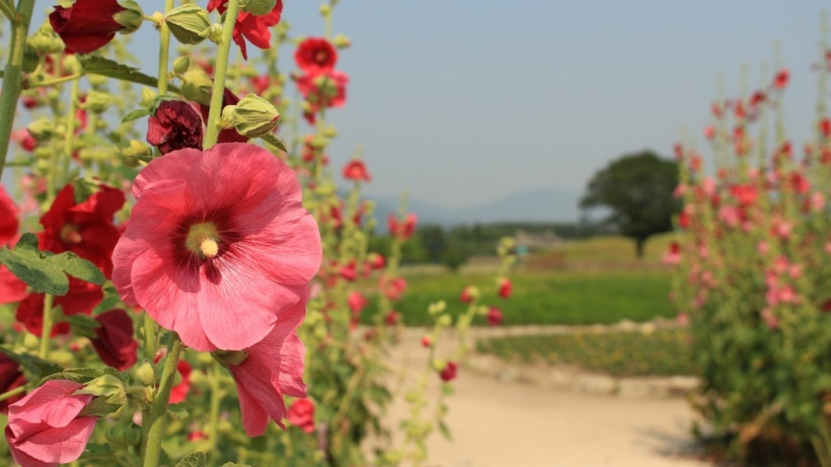 Doğanın insanoğluna hediyesi! Yol kenarlarında kendiliğinden yetişiyor: Kurutulmuşu 200 liraya satılıyor