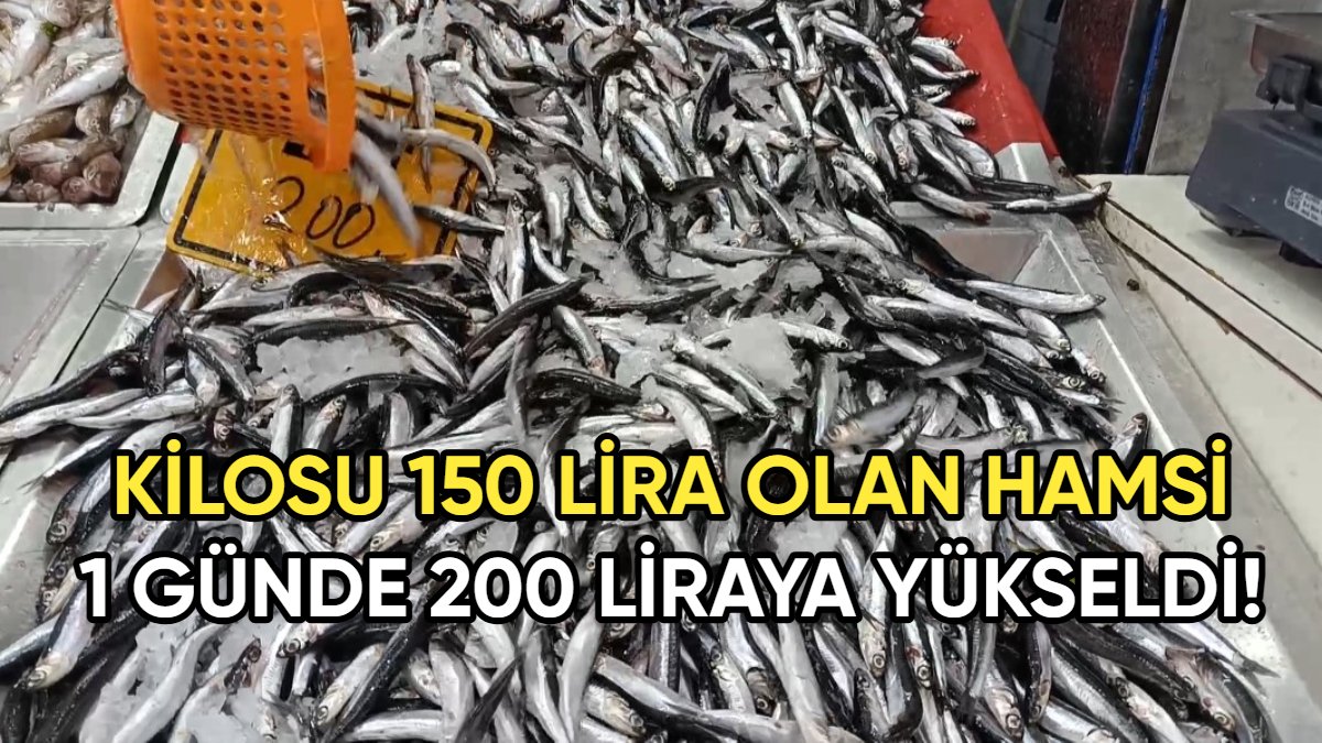 Hamsi azaldı, fiyatlar arttı! 1 gün önce 150 TL'den satılan hamsi 200 TL'ye ulaştı