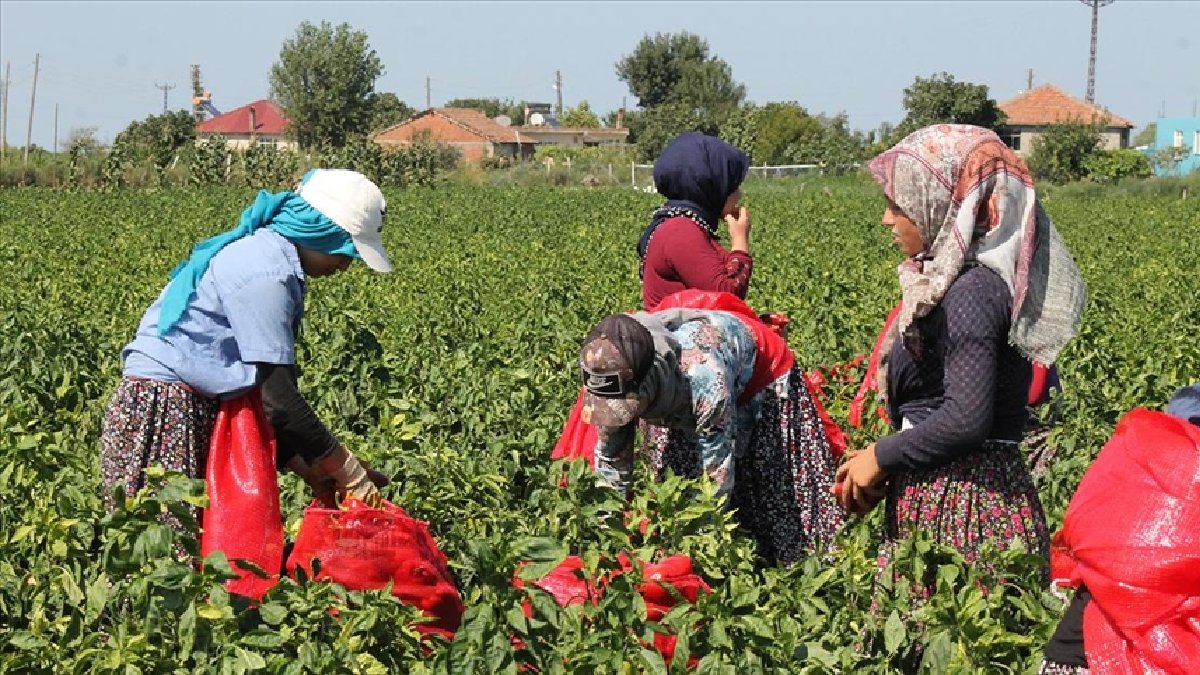 Bir kez ek yılda 30 kez topla! Üreticinin cebi dolup taşacak: Dönüm başına 70 bin TL kazanç