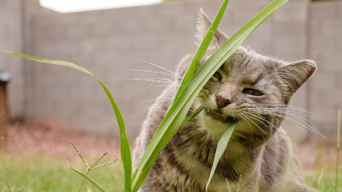 Kediler neden ot yer? Nedenini öğrenince çok şaşıracaksınız: Bu bir hastalık değil ihtiyaç