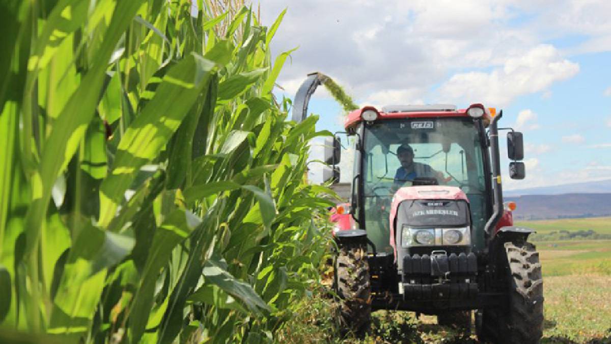 Bu hasat insanlar için değil hayvanlar için! Üreticinin yüzü güldü: Dekar başına 10 ton verim alındı