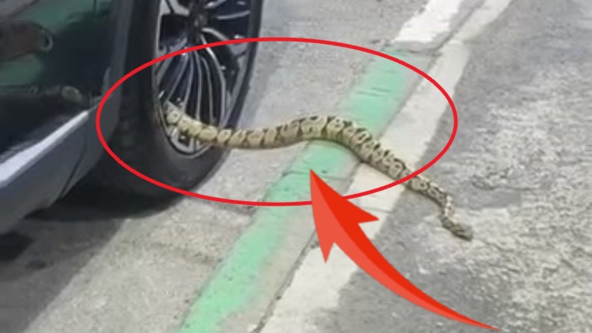 Bursa'da mahalleliyi sokağa döken panik: Park halindeki otomobilin jantından bu çıktı!